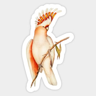 Australian Major Mitchell Cockatoo Bird Illustration Sticker